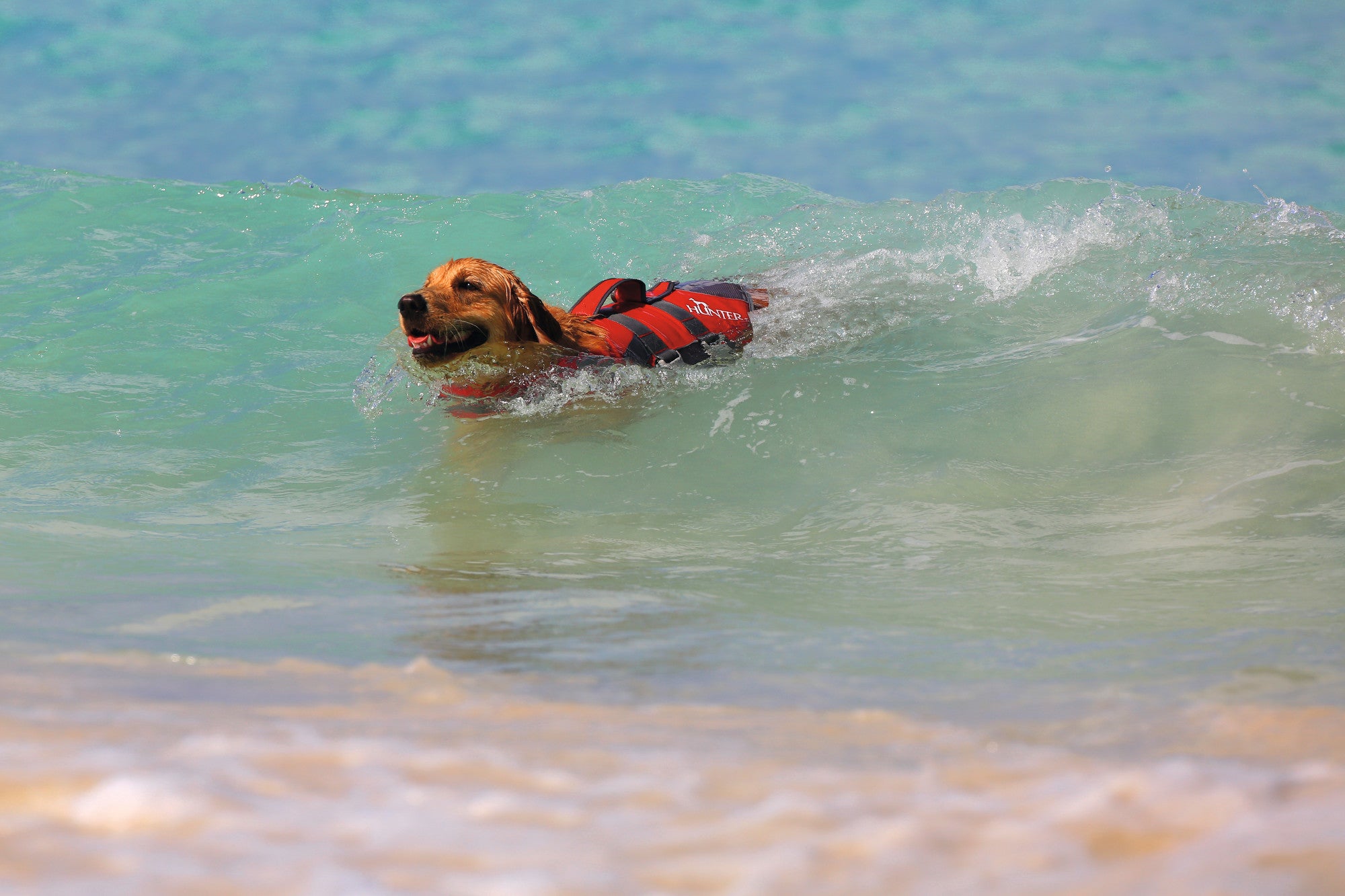 MOSS Life Jacket - Hunter-petstore -swim vest with hand strap for dogs -ideal for boat and canoe trips as well as stand-up paddling -with Velcro and click fasteners on the belly -optimal safety due to good visibility -easy to clean and washable -can support buoyancy in the water