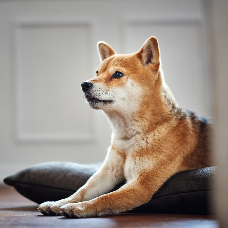 dog on cushion