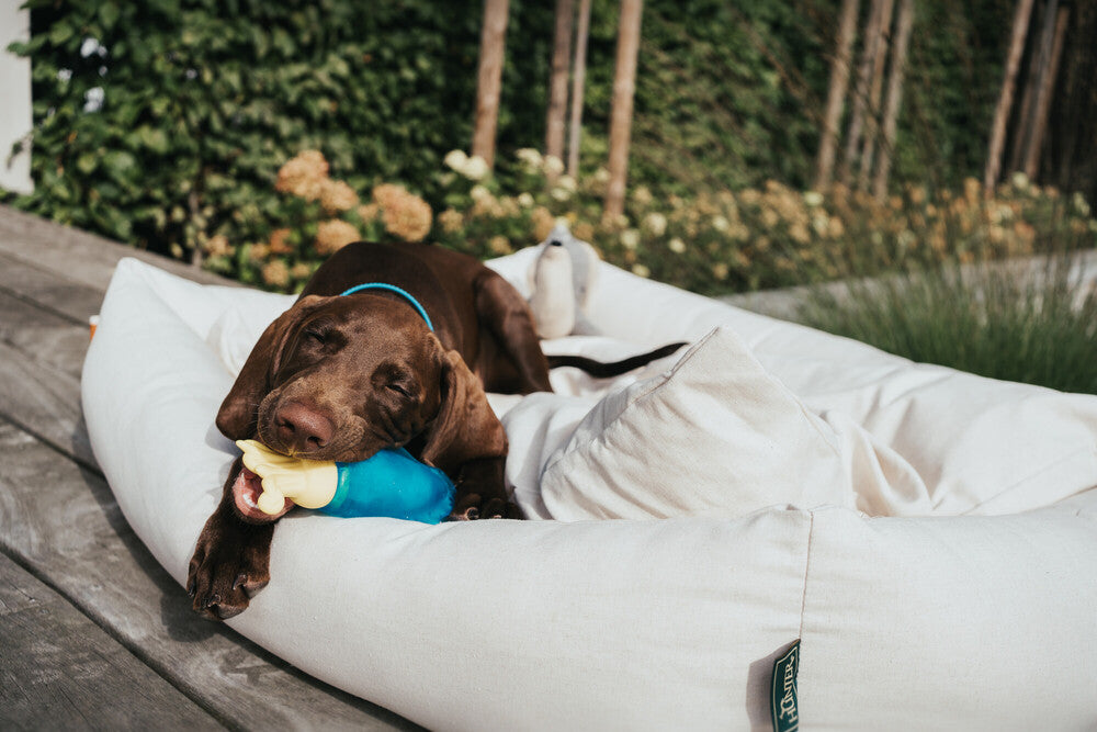 dog chewing Alaska ice toy