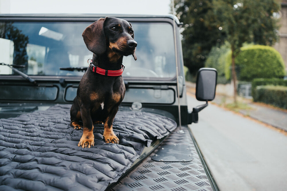 dachshund on jeep hood  