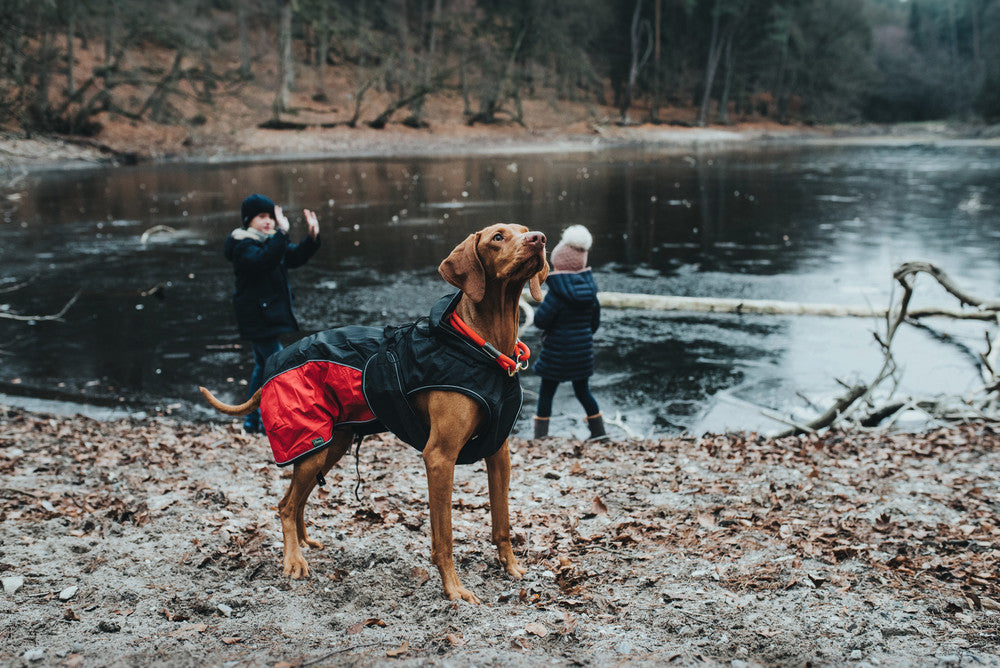 dog at river with two kids