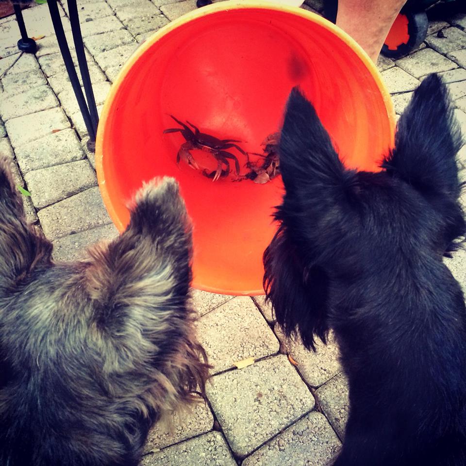 dogs looking into bucket at a crab