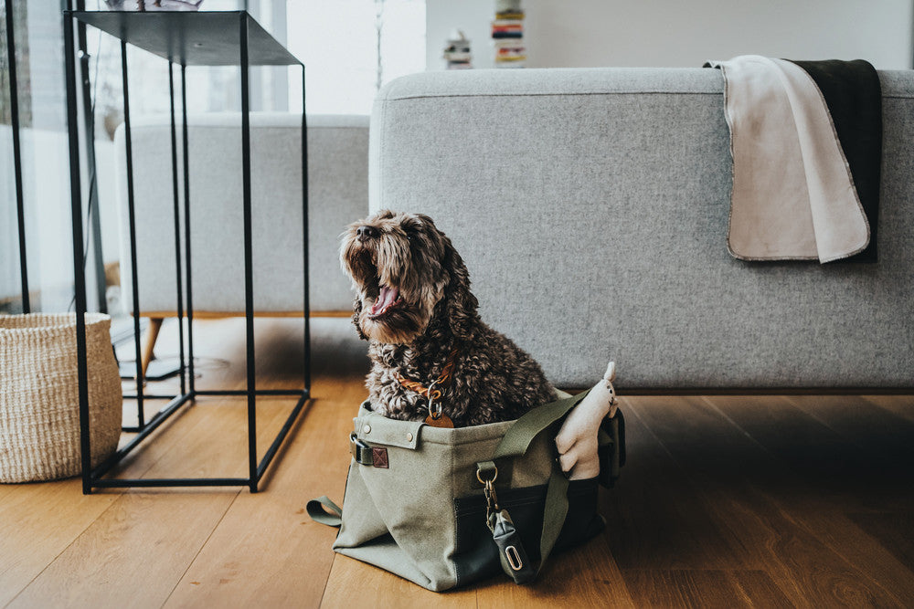MADISON Dog carrier & blanket - Hunter-petstore -can be folded out and used as a travel blanket -with practical exterior pockets and dog waste bag carrier -can be carried in the hand or using the shoulder strap -max. load of 15 lbs Size of the bag - length 15.7" x width 9.8" x height 9.8" Size of the blanket - length 36" x width 25.5"