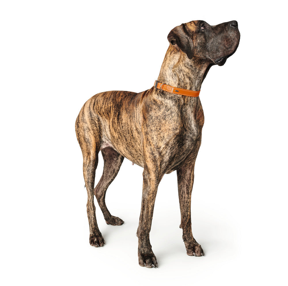 CANNES Alu-Strong Collar - Hunter-petstore -especially soft cow nappa leather -robust fastener made of aluminum -stepless adjustable -made in Germany
