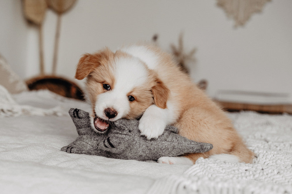 EIBY Elephant Dog toy - Hunter-petstore -cute animal dog toy, without squeaker -for playing, cuddling and loving -made of up-cycled outer material and recycled filling -attractive yet tough wool/polyester mix -machine washable at 86 °F