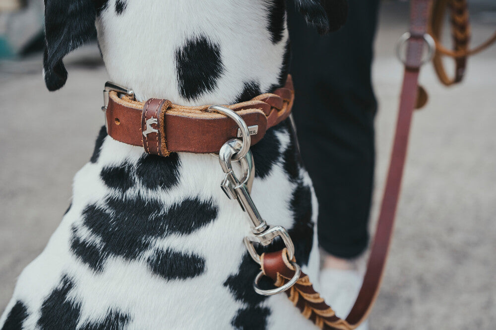 SOLID EDUCATION Adjustable Leash - Hunter-petstore -particularly tough and hard-wearing leather-hand-braided-with a leather keyring-snap bolt braided into the leather-3-fold adjustable-made in Germany