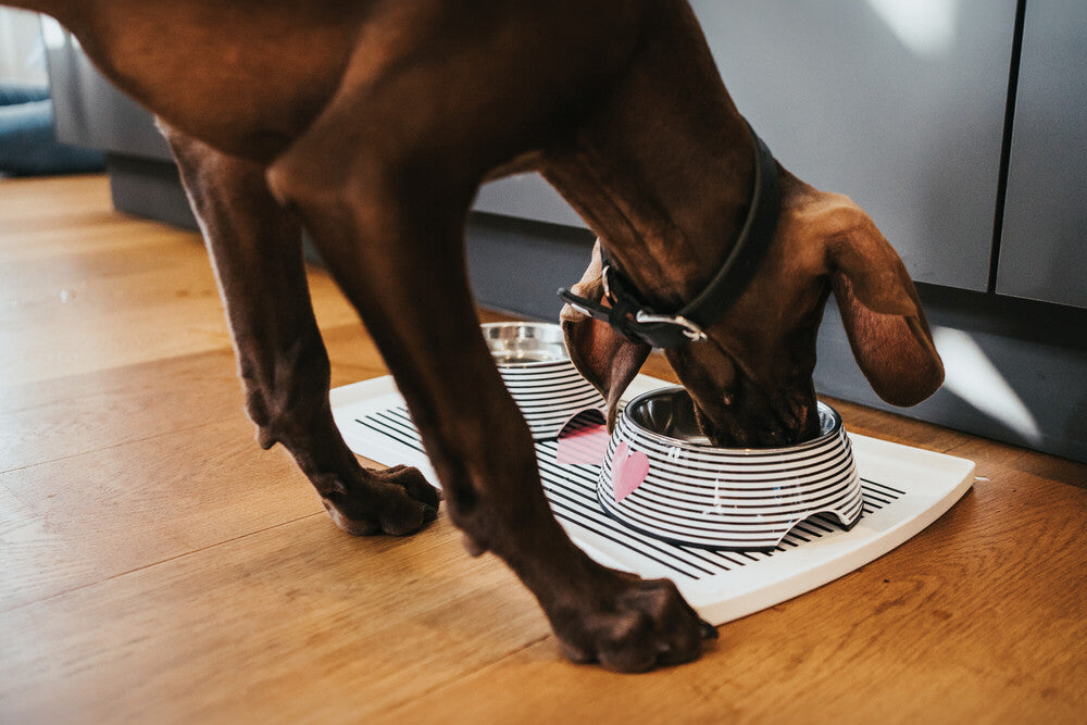 BIRI Bowl - Hunter-petstore -feeding or water bowl with melamine casing -with removable stainless steel bowl -melamine: high impact and scratch resistance -anti-slip due to rubber feet -easy-care and dishwasher safe -food safe