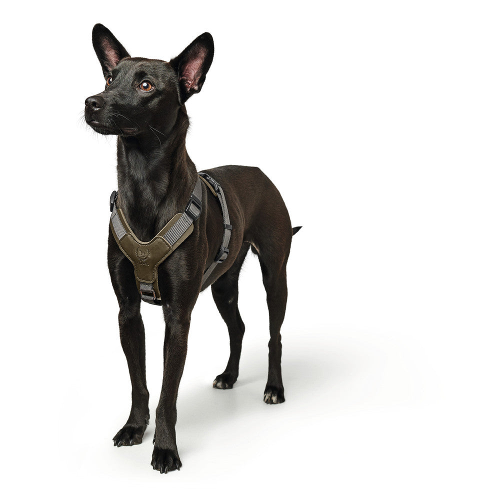 AALBORG Mixed Harness - Hunter-petstore -combination of cowhide leather and nylon -5-way adjustment -with light plastic clasp -made in Germany