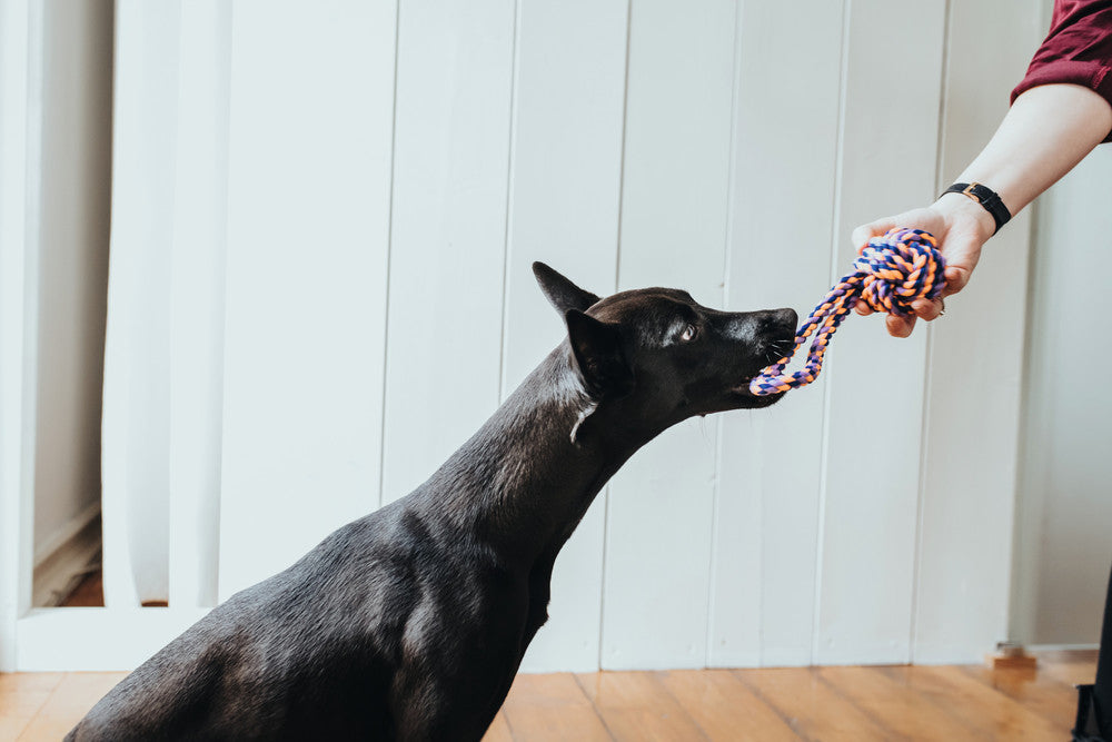 JENA Knots Dog toy - Hunter-petstore -classic rope toy for dogs of all ages -suitable for small, medium and large dogs -offers playful gum massage and teeth cleaning -can be easily picked up and retrieved -hand wash and slow drying