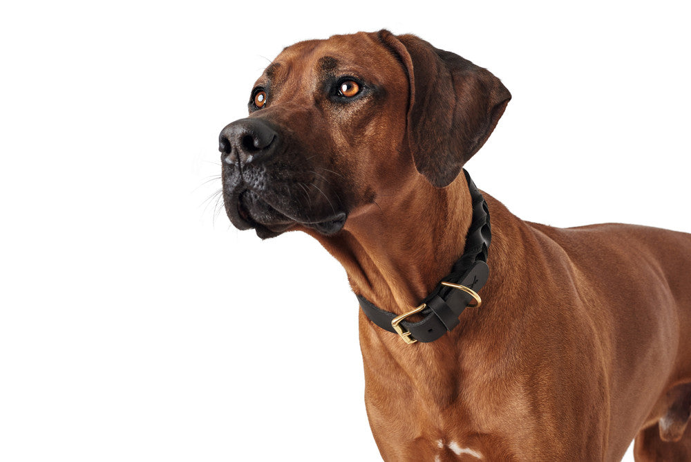 SANSIBAR Solid Collar - Hunter-petstore -particularly tough and hard-wearing leather -hand-braided details -brass fittings -with leather keyring -made in Germany
