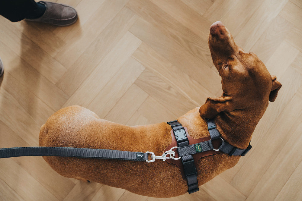 AALBORG Mixed Harness - Hunter-petstore -combination of cowhide leather and nylon -5-way adjustment -with light plastic clasp -made in Germany