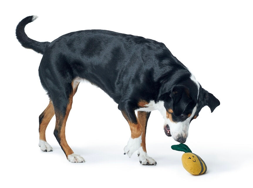 FLORENZ BumbleBee Dog toy - Hunter-petstore -cute toy in insect look, without squeaker -for small and medium-sized dogs -pleasantly grippy material mix -for playing, cuddling and loving -made from up-cycled outer material and recycled filling -washable at 90 °F -8.66 in