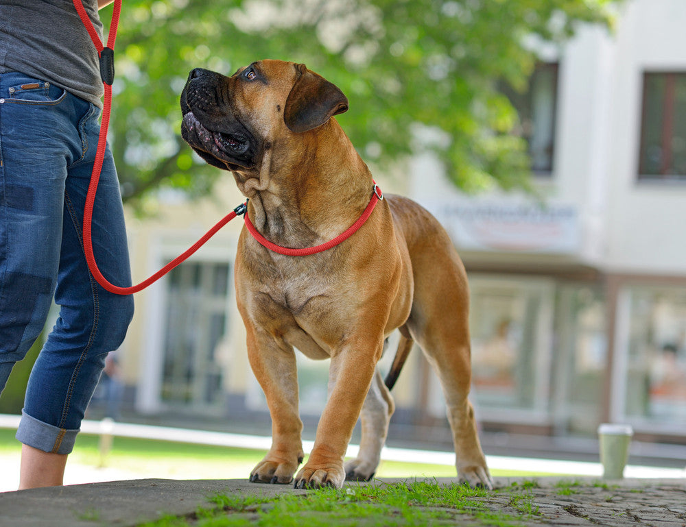 FREESTYLE Retriever Adjustable Leash - Hunter-petstore -leash with integrated collar -collar step-less adjustable -rope made of durable polyamide -leather caps -easy care