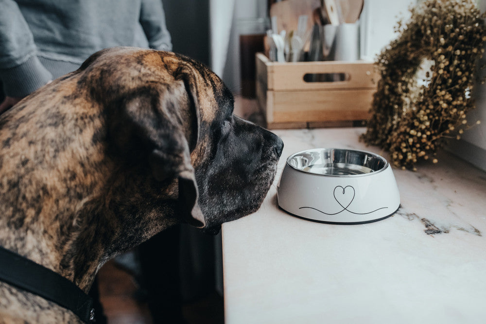 VALENCIA Bowl - Hunter-petstore -feeding or drinking bowl with melamine -with removable stainless steel bowl -with heart print -slip-resistant rubber rim on the bottom -long-lasting, shock and scratch resistant -easy to clean and dishwasher safe -food safe