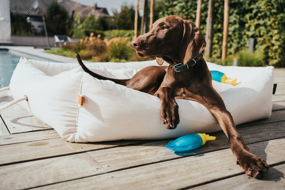 Cooling dog toy ALASKA Walrus - Hunter-petstore -innovative TPR dog toy with cooling effect -suitable for small to medium dogs -fill with water and freeze -freshness kick guaranteed: Cool water is released to the outside during play -can help ease teething in puppies and young dogs -floatable -for indoor and outdoor fun -5.91 in