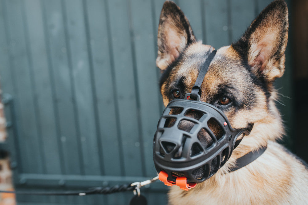ALBURY Muzzle - Hunter-petstore -custom-fit muzzle for a wide range of head shapes -use of TPE enables slight deformation and thus adaptation to the dog's snout by heating in hot water (approx. 10 minutes, >158 °F) -wide range of applications (travel, fear and aggression, after operations, etc.) -infinitely adjustable nylon straps for a secure fit -generous grille allows panting, water intake and vomiting -with removable poison bait guard