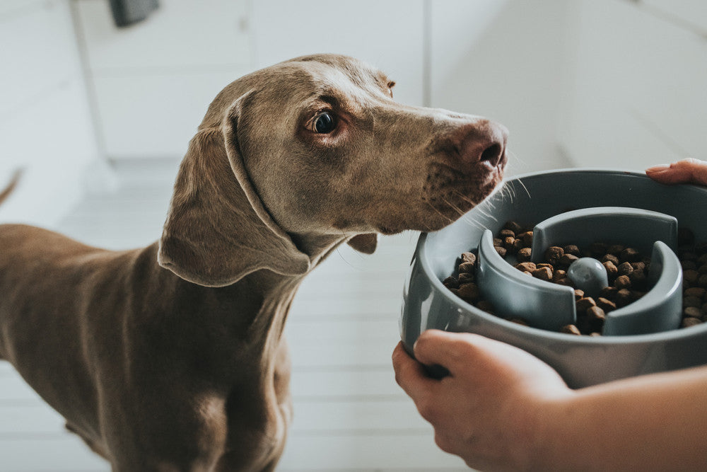 ATLANTA Slow-Feeding Bowl - Hunter-petstore -slow feeding bowl made of melamine -with shaped lining labyrinth -can prevent the lining from snarling down -slip-resistant rubber attachments on the bottom -long-lasting, shock and scratch resistant -easy to clean and dishwasher-safe -food safe