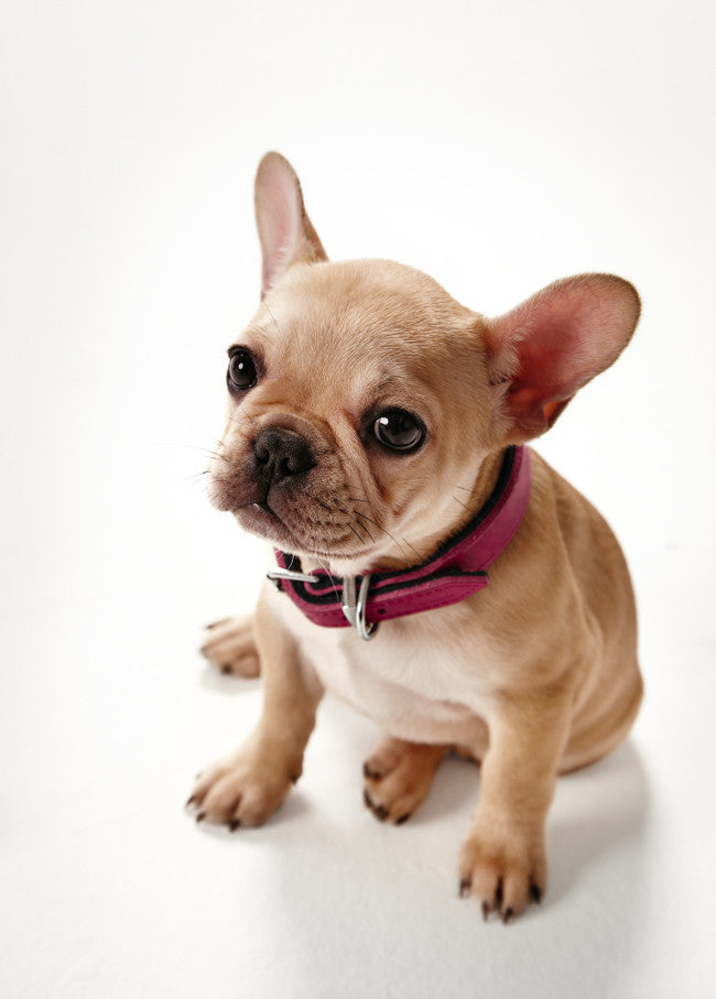 BASIC leather Collar - Hunter-petstore -Robust material -Easy care -Made in Germany