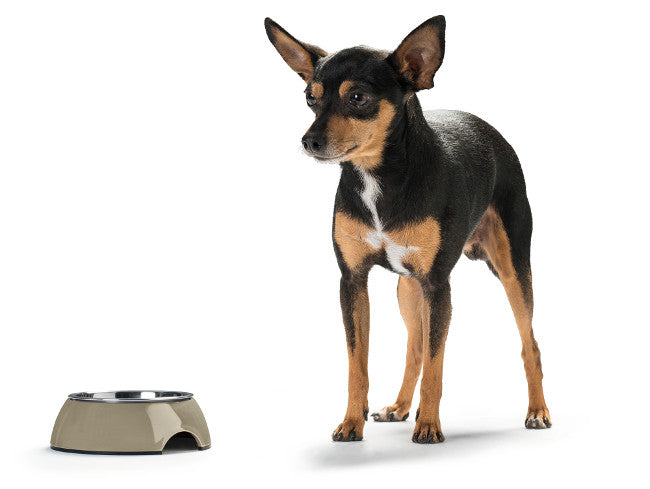 COLOR Bowl - Hunter-petstore -feeding or drinking bowl with melamine -with removable stainless steel bowl -classic-modern design -slip-resistant rubber rim on the bottom -long-lasting, shock and scratch resistant -easy to clean and dishwasher safe -food safe