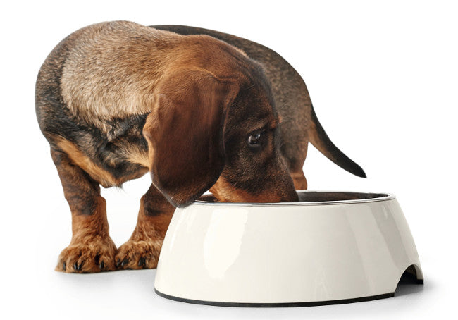 COLOR Bowl - Hunter-petstore -feeding or drinking bowl with melamine -with removable stainless steel bowl -classic-modern design -slip-resistant rubber rim on the bottom -long-lasting, shock and scratch resistant -easy to clean and dishwasher safe -food safe