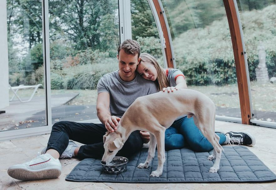 HAMILTON Blanket - Hunter-petstore - Upgrade your dog's comfort in his bed or cover your dog's favorite spot on your couch with it. - Perfect for taking with you when you travel together. - Washable at high temperature 203°F - Quilted cotton blend material is soft and lightly padded. - Blanket is perfectly flexible, allowing you to roll it up and save space when not in use.