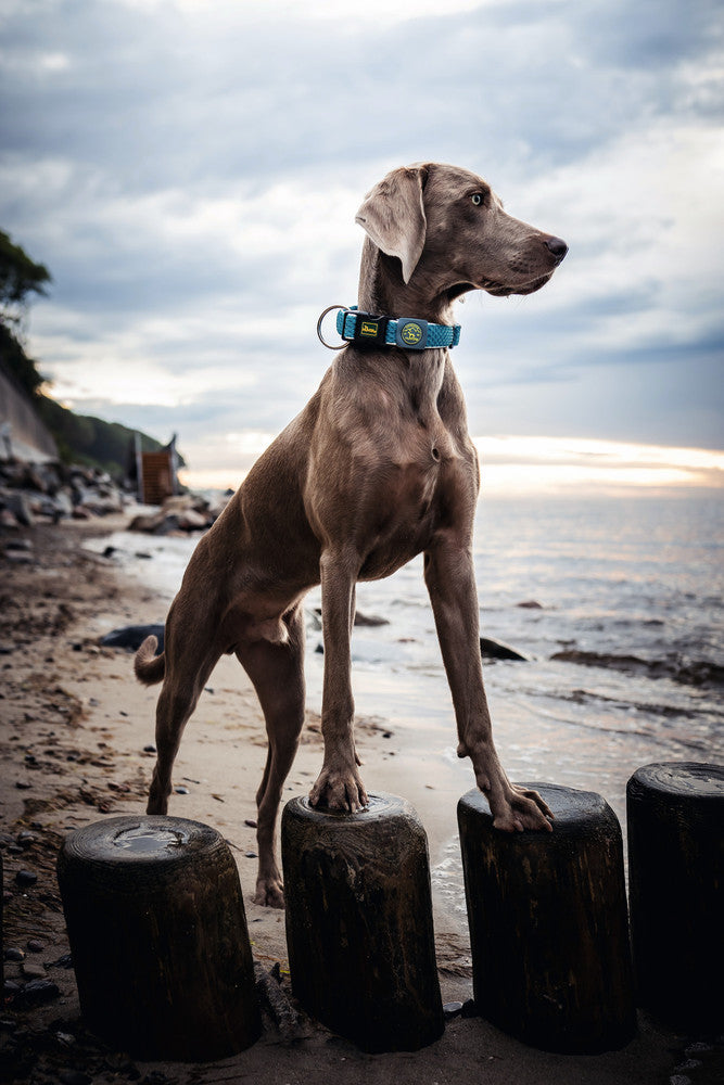 HILO Collar - Hunter-petstore -lightweight collar for leisure or sporting activities -with click closure -optimum fit infinitely adjustable -with reflective elements -soft, air-permeable and breathable -cooling effect possible with the help of water -easy-care and quick-drying