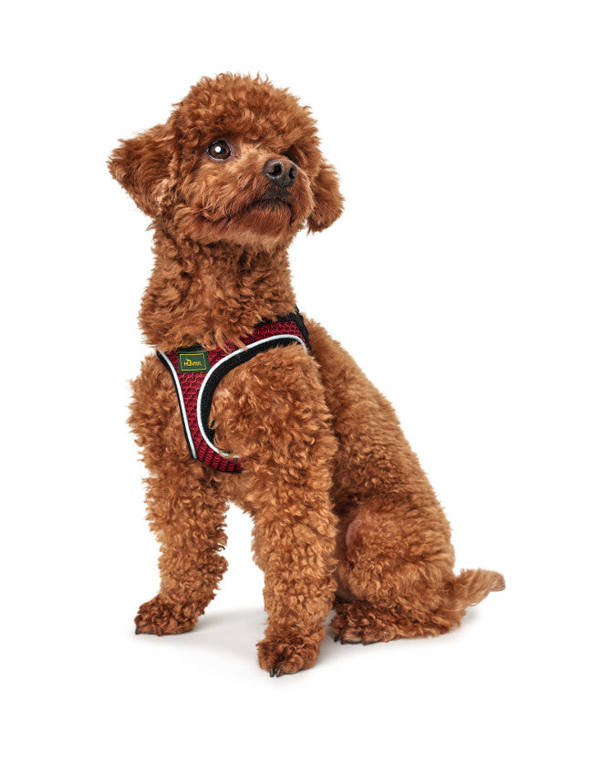HILO Comfort Harness - Hunter-petstore -lightweight harness for small to medium and head-shy dogs -easy to put on with only one buckle and Velcro closure -optimum freedom of movement -nylon edging with highly reflective piping -soft, air-permeable and breathable -cooling effect possible with the help of water -easy-care and quick-drying