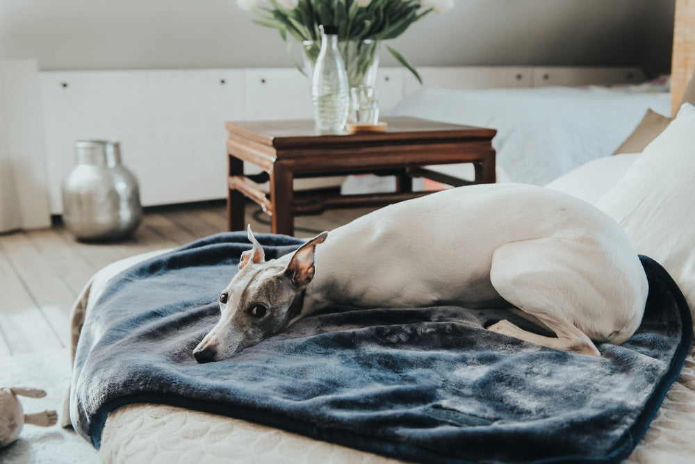 KONSTANZ Blanket - Hunter-petstore -velvety dog blanket for cuddling at home and when traveling -can be stowed away to save space -especially soft and cuddly -elegant design with discreet HUNTER patch -can be used individually or as an inlay -washable at 90 °F