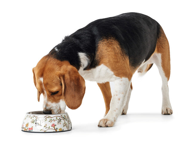 MOGAMI Bowl - Hunter-petstore -feeding or drinking bowl with melamine -with removable stainless steel bowl -asian-style design -slip-resistant rubber rim on the bottom -long-lasting, shock and scratch resistant -easy to clean and dishwasher safe -food safe