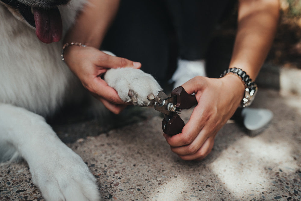 Nail Clipper SPA - Hunter-petstore -for small dogs and cats, as well as birds and small animals -high-quality steel blade -suitable for particularly tough claws -special catch for safe storage and use -available in two sizes -ergonomic handle with a high-quality leather look