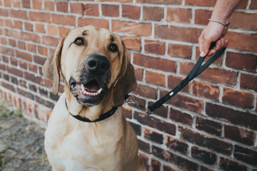 Short Lead SOLID EDUCATION - Hunter-petstore -cow leather-rounded edges-hand-braided-snap-hook plaited into the leather-made in Germany