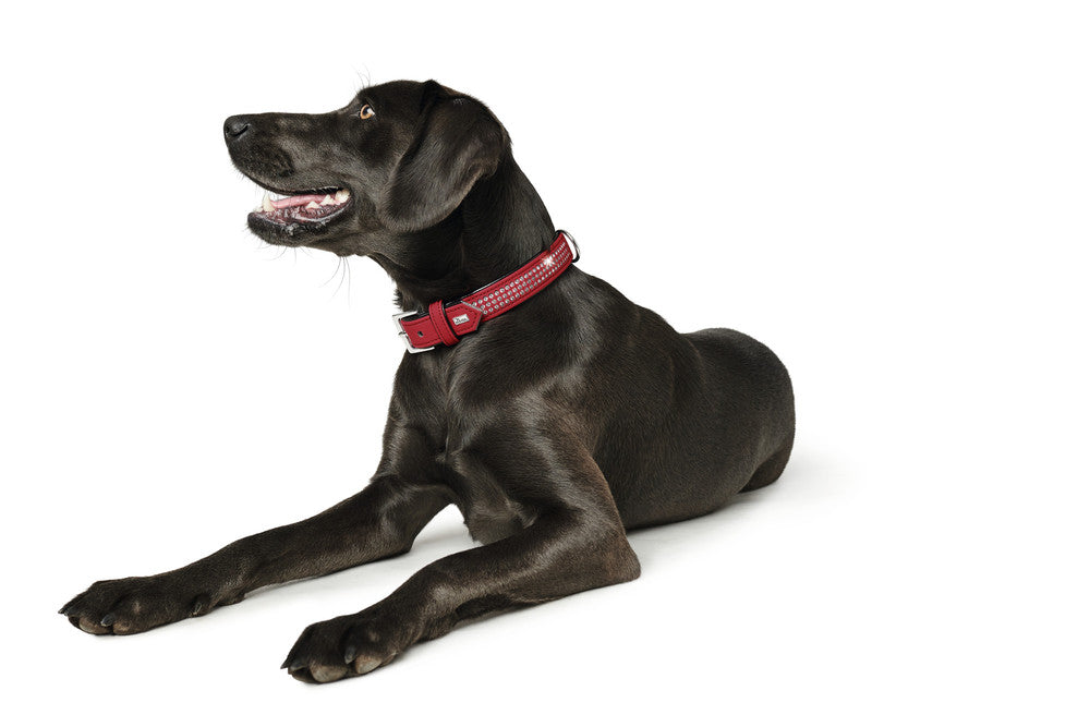 SOFTIE Triluxe Collar - Hunter-petstore -artificial leather with nubuck appearance -especially soft -with decorative trimmings -made in Germany